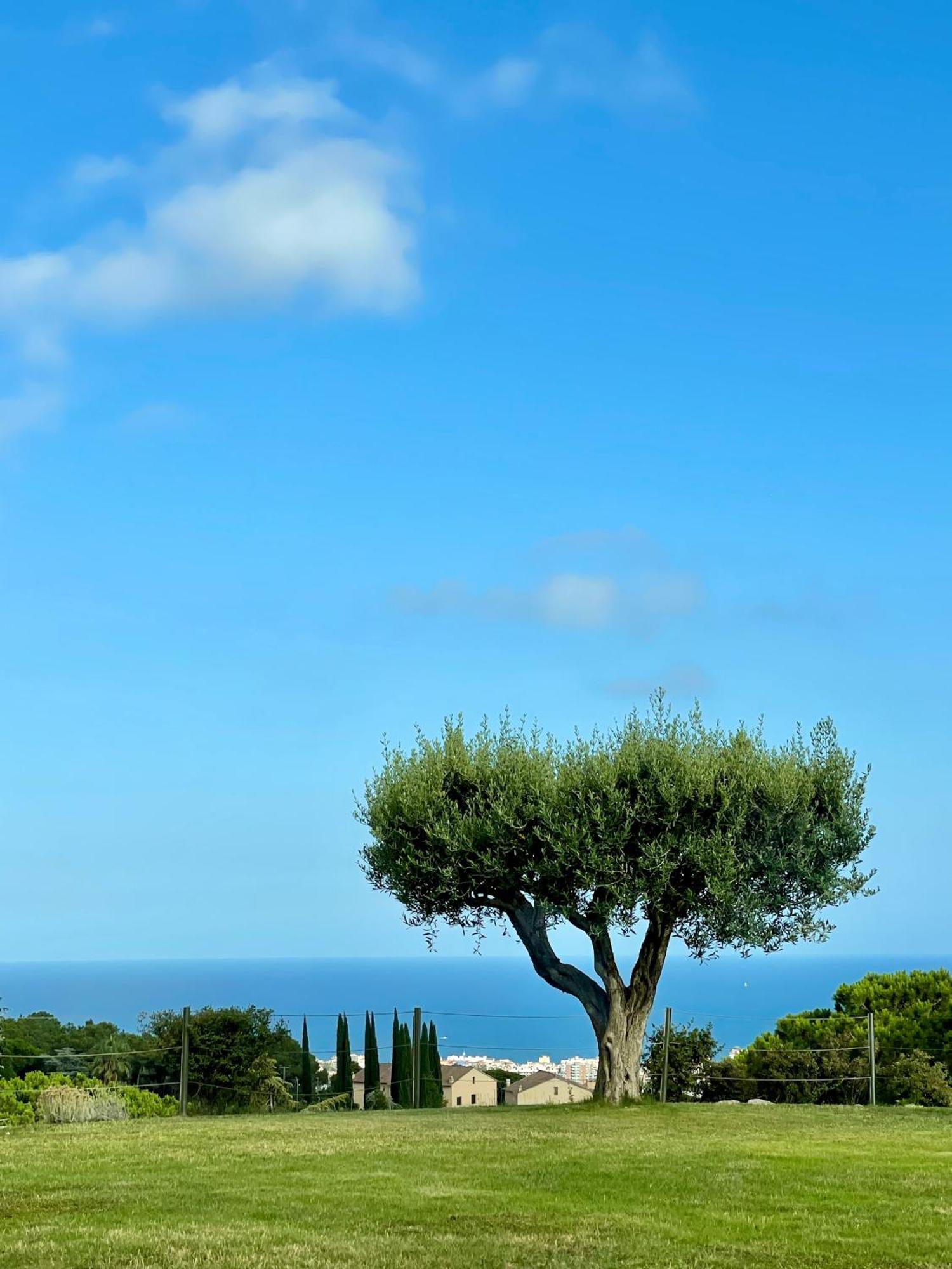 Palm Maresme - Suite With Bathroom And Terrasse With Ocean Views In A Private Villa Vilassar De Dalt ภายนอก รูปภาพ